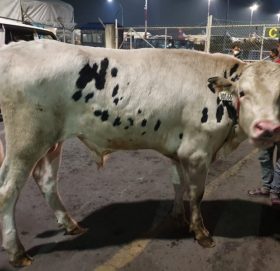 अमेरिकाबाट सात वटा साँढे नेपाल ल्याइयो