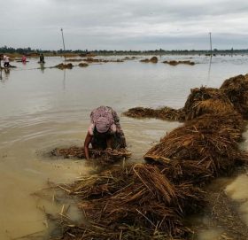 बेमौसमी वर्षाले धानबालीमा क्षति पुगेका किसानकालाई राहत रकम उपलब्ध गराउन सरकारद्धारा एक अर्ब रुपैयाँ निकासा