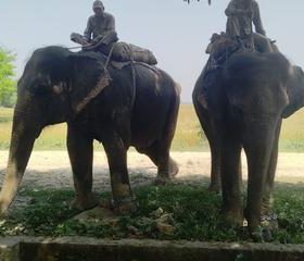 भारततर्फ लैजाँदै गरेको दुई वटा हात्तीसहित तीन जनालाई पक्राउ