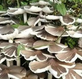 विज्ञानले भन्छ: च्याउले पनि एकआपसमा गफ गर्छन्