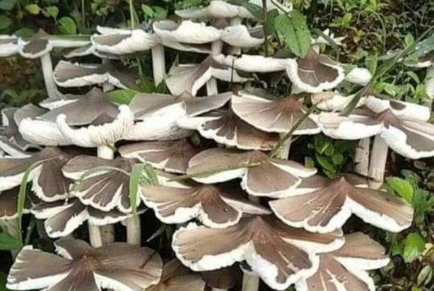 विज्ञानले भन्छ: च्याउले पनि एकआपसमा गफ गर्छन्