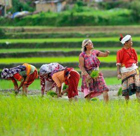 १९ औं राष्ट्रिय धान दिवस आज मनाइँदै