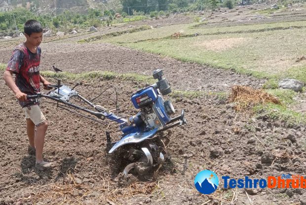 आधुनिक ट्याक्टरले गोरु विस्थापित