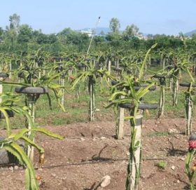 चैते धानको सफल परीक्षणपश्चात् ड्रागनको परीक्षण हुँदै