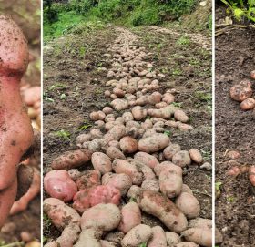 बारीमै कुहिन थाल्यो मेहेनतको फल