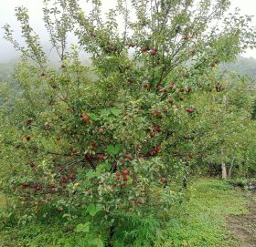 स्याउ मीठो साइपालकै !