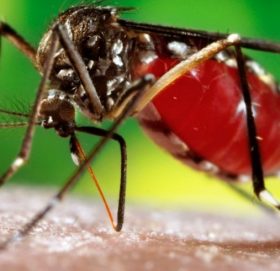 चितवनमा ६ जनाको डेङ्गु रोगको सङ्क्रमणका कारण ज्यान गयो