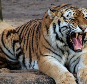 बाघको आक्रमणबाट बर्दियामा २ जनाको मृत्यु