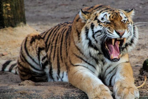 बाघको आक्रमणबाट बर्दियामा २ जनाको मृत्यु