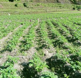 जुजी जिउलो : अब तरकारी उत्पादनको ‘केन्द्र’