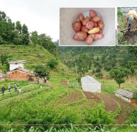 ‘पर्याप्त आलु उत्पादनले घर छोड्न मन लागेन’