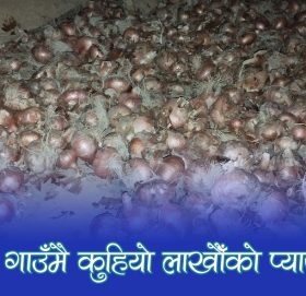 प्याजखेती : उब्जनी मनग्य, आम्दानी नगन्य