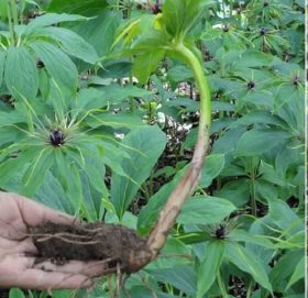 किसानको रोजाइमा सतुवाखेती