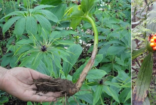 किसानको रोजाइमा सतुवाखेती