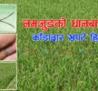 लमजुङको धानबालीमा भेटियो ‘काँडादार खपटे हिस्पा’ किरा