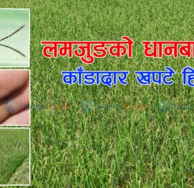 लमजुङको धानबालीमा भेटियो ‘काँडादार खपटे हिस्पा’ किरा