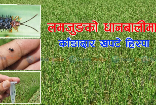 लमजुङको धानबालीमा भेटियो ‘काँडादार खपटे हिस्पा’ किरा