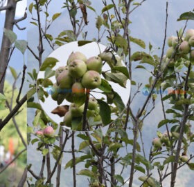 बेसिजनमा लटरम्मै स्याउ !