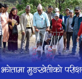 बझाङमा मुङखेती परीक्षण, माटोको उर्बरा बढ्ने विश्वास