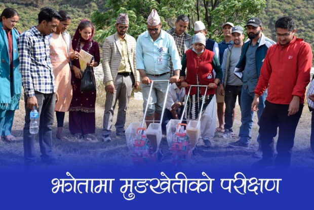 बझाङमा मुङखेती परीक्षण, माटोको उर्बरा बढ्ने विश्वास