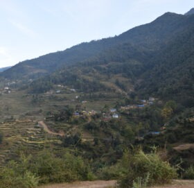 चितुवाबाट चौपाया जोगाउनै मुस्किल